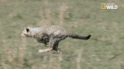 african cats big cat week GIF by Nat Geo Wild 