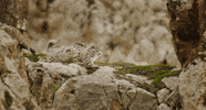 snow leopard monkey GIF by Disney