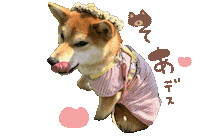 Shibasoa しばいぬ 柴 柴そあ 柴犬そあ Sticker
