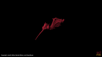 3d dragon GIF by Science Friday