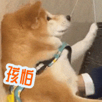 Shiba 柴犬 GIF
