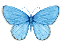 Butterfly Sticker