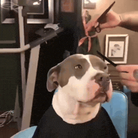 Line Up Dog GIF by Respective