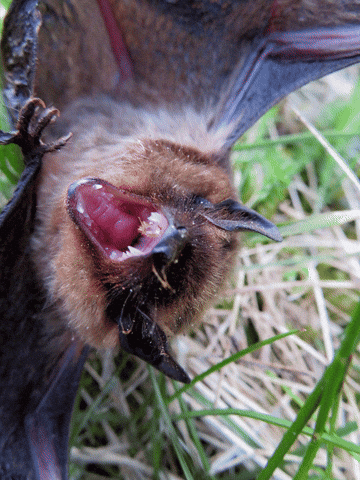 ingovalgma giphyupload httpsingo-valgmablogspotcom GIF