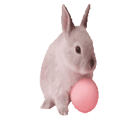 Bunny Rabbit Sticker by Regensburg Guide
