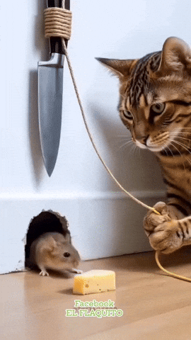 paolog67 giphyupload cat mouse knife GIF