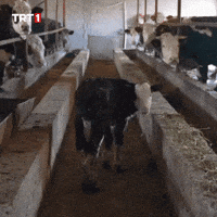 Bored Turn Around GIF by TRT