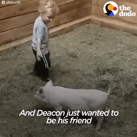 pig GIF by The Dodo