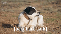 [bark bark bark]