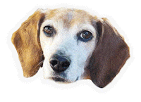 Cleo Sticker by Red Beard
