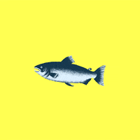 jonahainslie fish salmon chop GIF