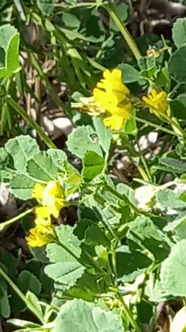 Simongip giphyupload GIF