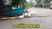 Girl Duck GIF