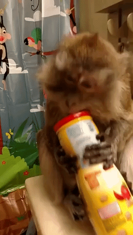Pet Monkey Gets Surprise Present From Well-Wisher