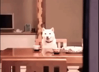 japan dogs GIF