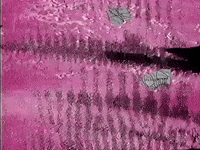 New Music Animation GIF by Manchester Orchestra