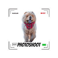 Dogs Photoshoot Sticker by Milagency