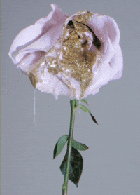 johnartur love romance sparkle gold GIF