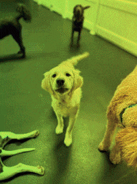 CanineRetreat  GIF