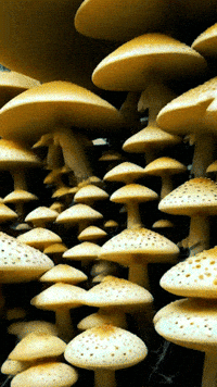 Merge_Visible art animation loop trippy GIF