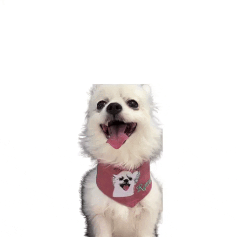 romeomama chihuahua cute dog happy dog bandana GIF