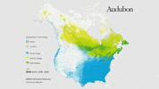 white-throated sparrow GIF by audubon