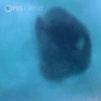 Pbs Nature Ocean GIF by Nature on PBS