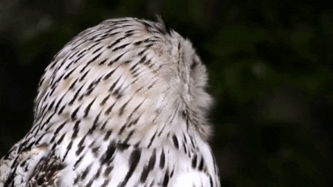GIF by TechPixies