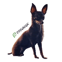 Cute Dog Hund Sticker by PRIVANA.COM