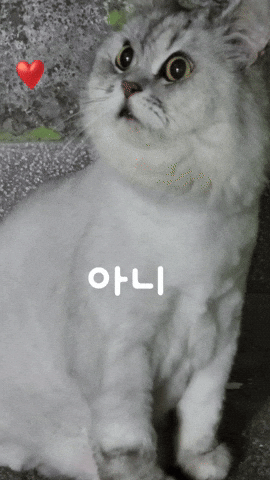 White Cat GIF