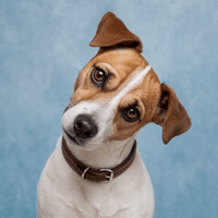 Jack Russell What GIF by Woofzara