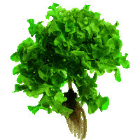 Hydroponic Sticker by Naples Fresh