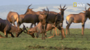 Savage Kingdom Big Cat Week GIF by Nat Geo Wild