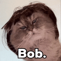 Bob The Cat GIF