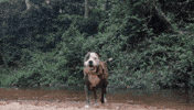 Dog Dry Off GIF