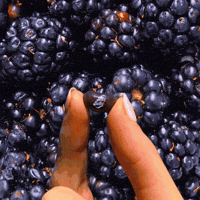 jellybellycandyco sweet yummy candy sweets GIF