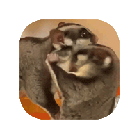 Sugar Glider Sticker