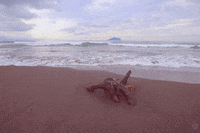 turtle island beach GIF by Jean Scuderi
