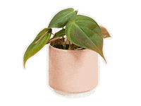 PLNTS_com plant plants interior philodendron Sticker