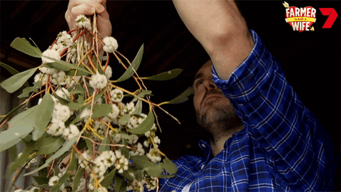Farmer Mistletoe GIF by Channel 7