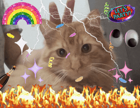 Cat Ginger GIF