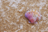 beach sea GIF
