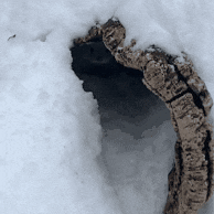 Pink Snow GIF by John Ball Zoo