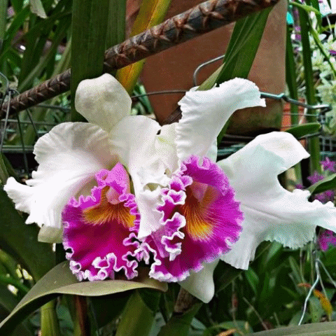 camiladomnguez3bd3 giphygifmaker GIF