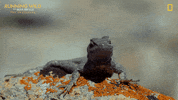 Running Wild Run GIF by National Geographic Channel