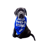 Black Lab Puppy Sticker by Taylor Starcher