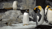SeaWorld reaction mood penguin no way GIF