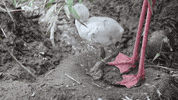 cincinnatizoo dance animals birds zoo GIF