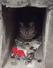 Cat Business GIF by JustViral.Net