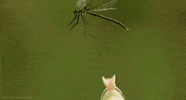 david attenborough life GIF by Head Like an Orange